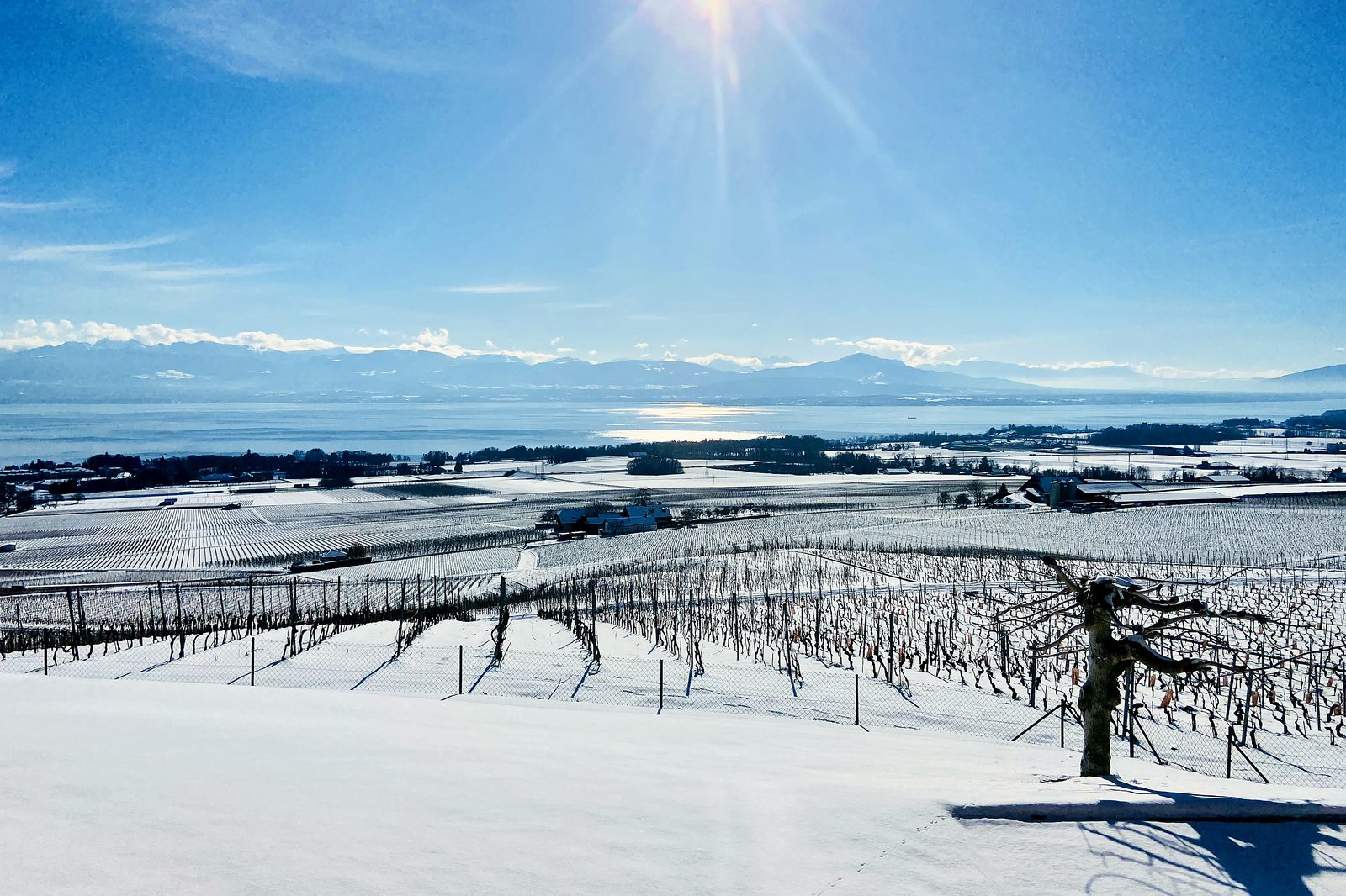 Le vignoble de Gilly sous la neige, le Léman et les Alpes au fond