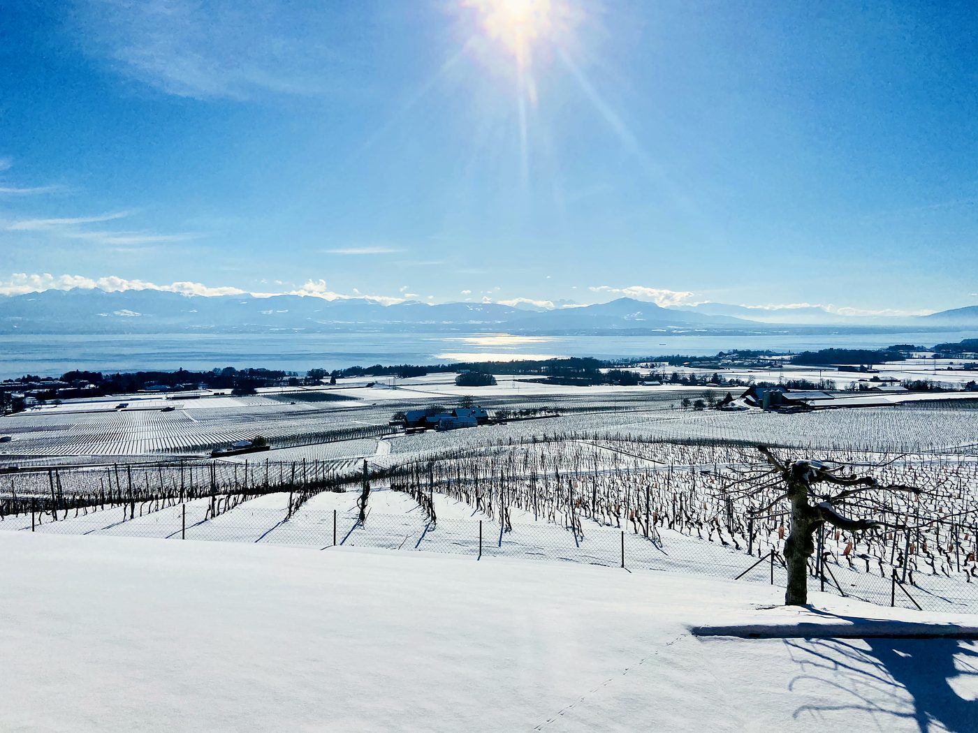 Le vignoble de Gilly sous la neige, le Léman et les Alpes en arrière-plan